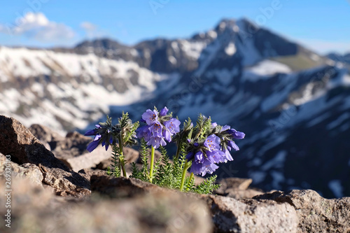 Skypilot blossoms on Independece Pass. Snowy Sky Pilot flowers on rocks. Mount Whitney.  California. United States of America photo