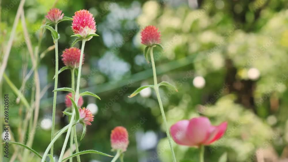 During the summer, amaranth flowers are popularly planted. Because it has good heat resistance of sunlight And has beautiful colours Is popular in Asia During the summer, amaranth flowers are popularly planted. Because it has good heat resistance of sunlight And has beautiful colours Is popular in Asia