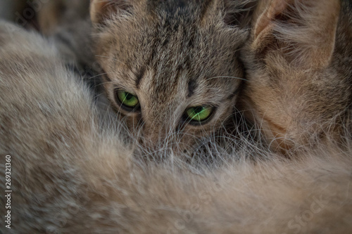 feeding a kitten with green eyes