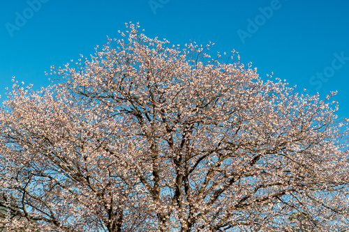 山桜