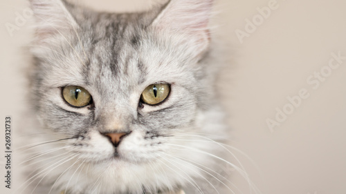 American shorthair cat kitten portrait closeup with copyspace, domestic pet.