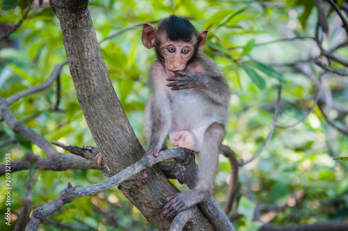 Cute monkeys lives in a natural forest of Thailand. © stockphotopluak