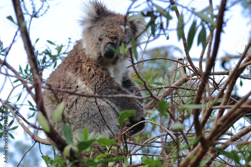 Photography koala