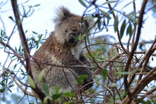 koala