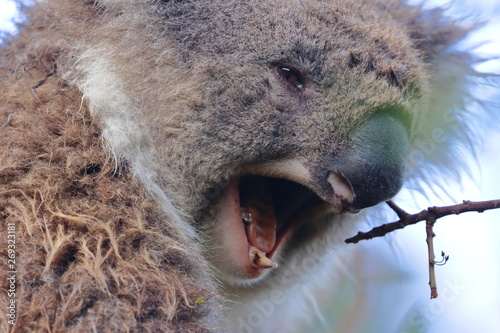 Photography koala