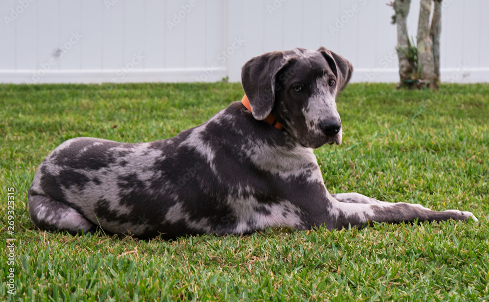 dog on the grass, Great Dane resting in the yard on a warm spring day