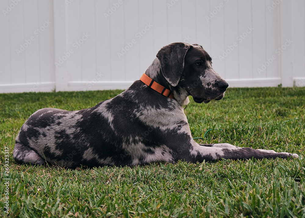 How Much Does A Great Dane Cost Per Month