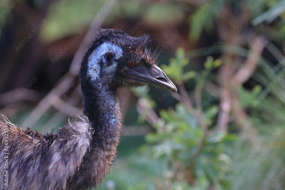 Obraz premium emu