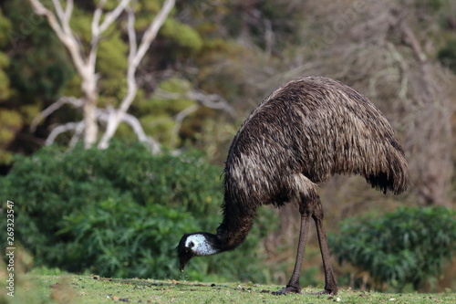 emu