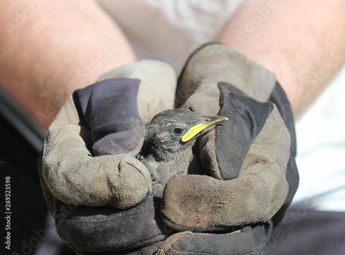 Bird thrush .Ornithologist holding a small bird in hands. photo