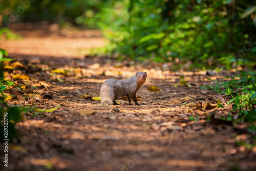 Indian Grey Mongoose on a forest path