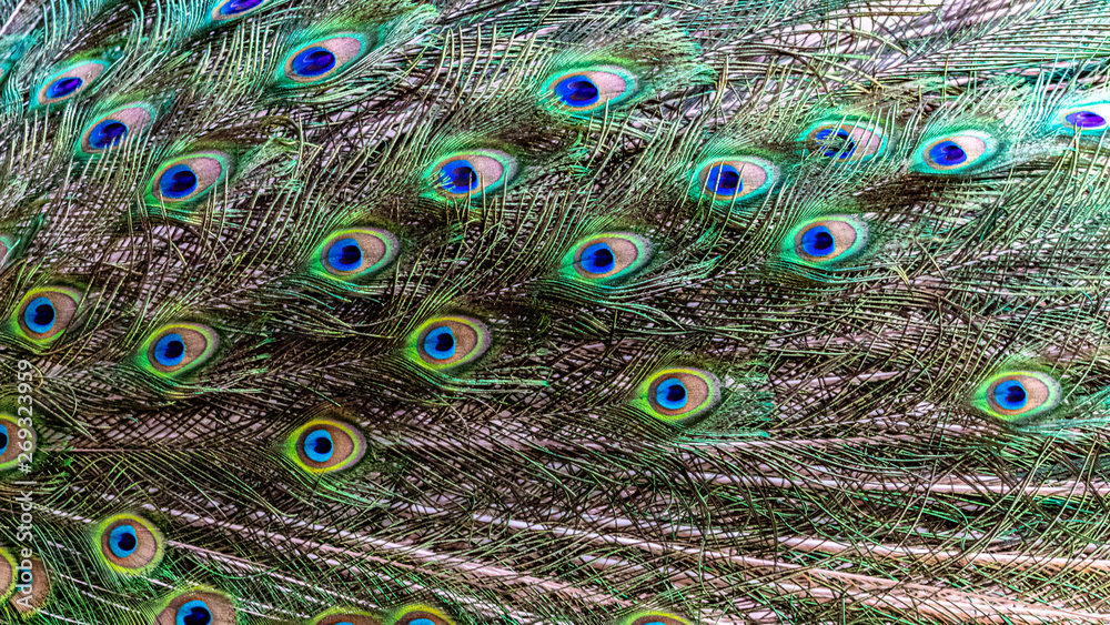 Obraz premium peacock with feathers