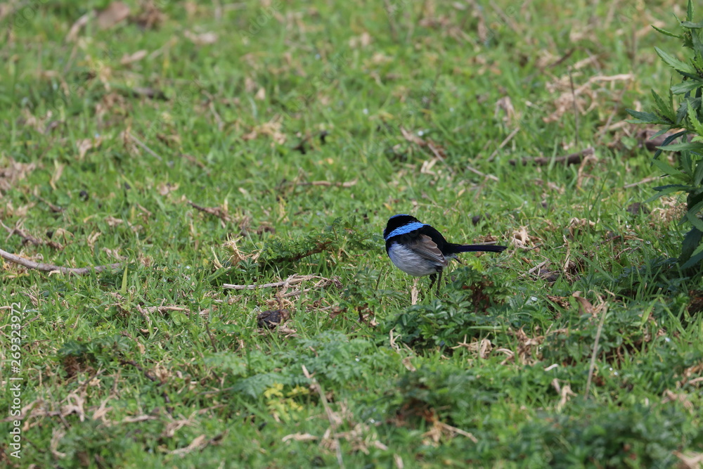 fairy wren fairy wren