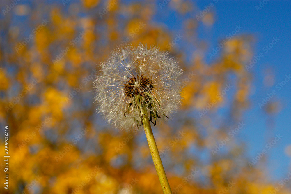 This dandelion is ready to be blown in the wind and scatter its seeds everywhere. 