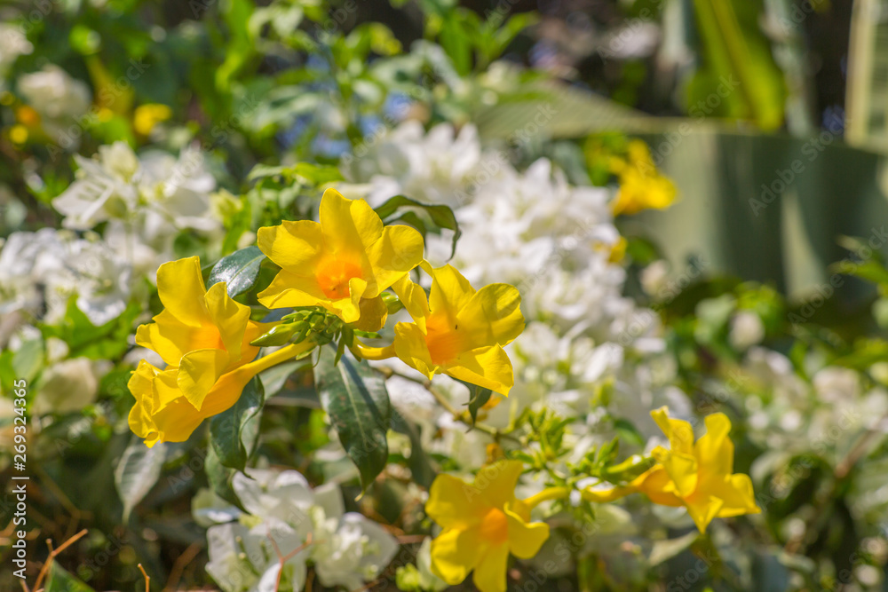Yellow and white bougainvillea flowers in the sun Yellow and white bougainvillea flowers in the sun