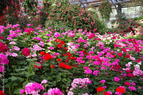 Fototapeta Naklejka Na Ścianę i Meble -  温室で咲く満開の花