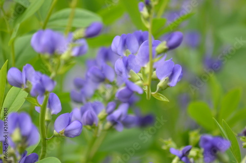 Purple flower 