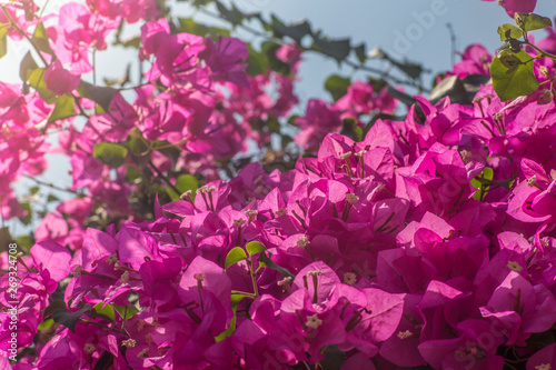 Fototapeta Naklejka Na Ścianę i Meble -  pink Bougainvillea flowers in the garden