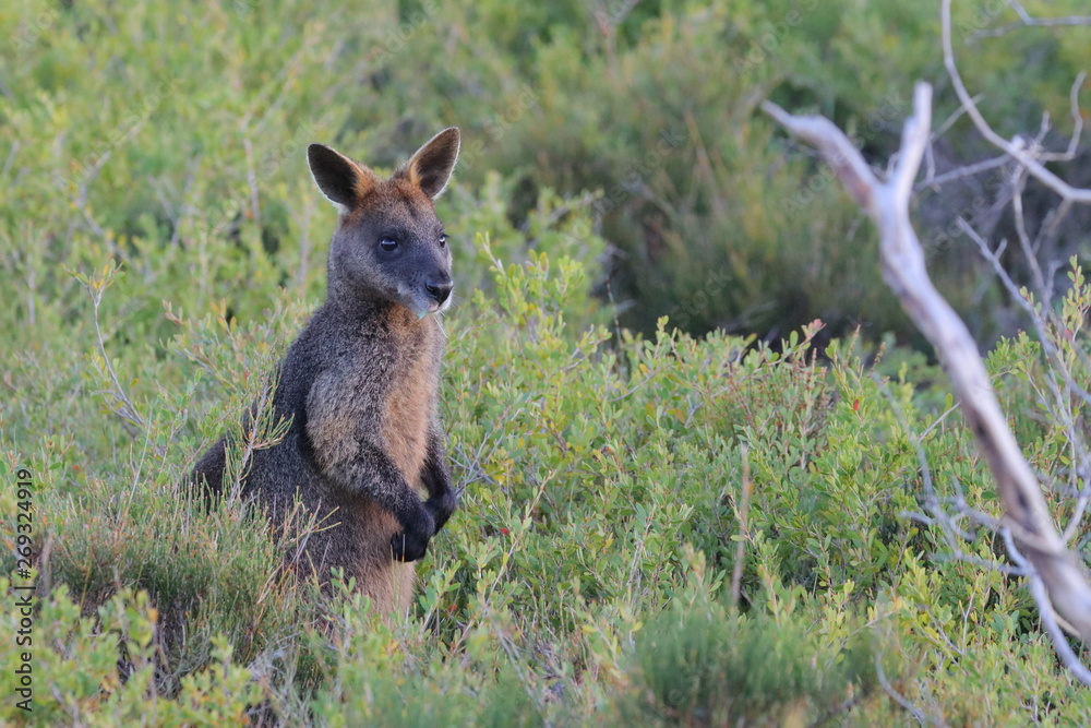Naklejka premium black wallaby