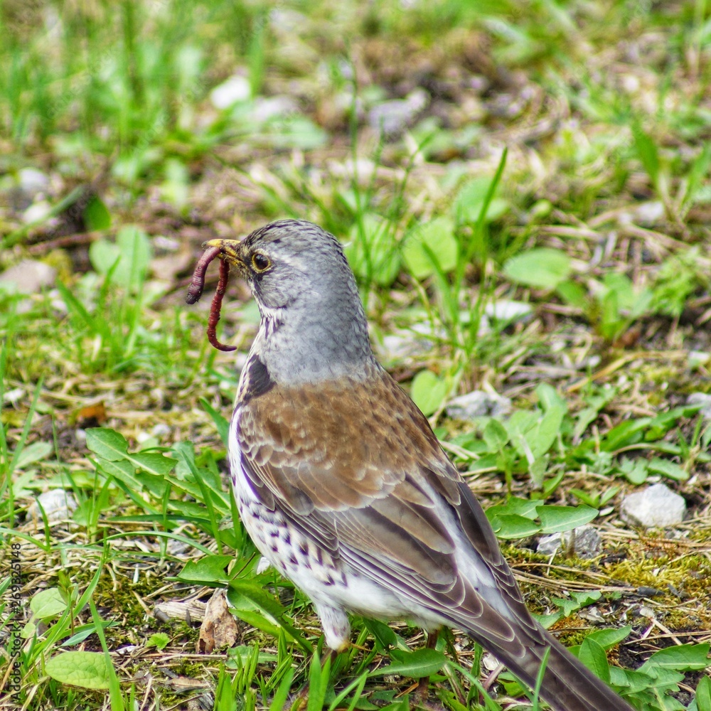 Merle as the most common inhabitant of European forests and parks in the cities. Eurasian blackbird Turdus merula female, on white background Merle as the most common inhabitant of European forests and parks in the cities. Eurasian blackbird Turdus merula female, on white background
