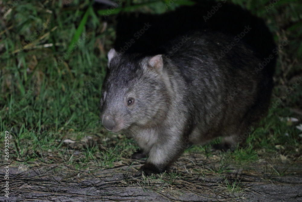 wombat wombat