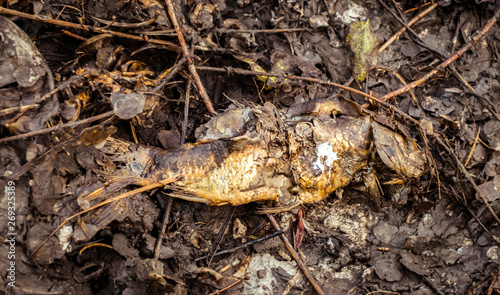 Dead fish in decomposition