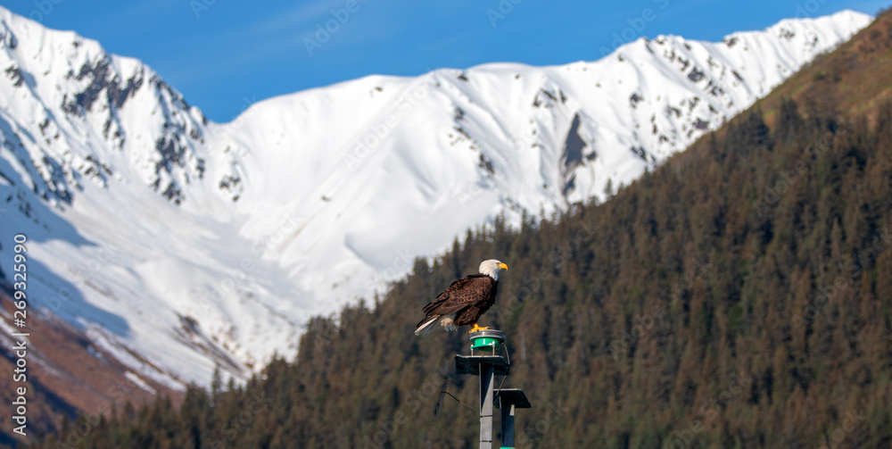 Bald Eagle in Kenai National Park in Alaska United States