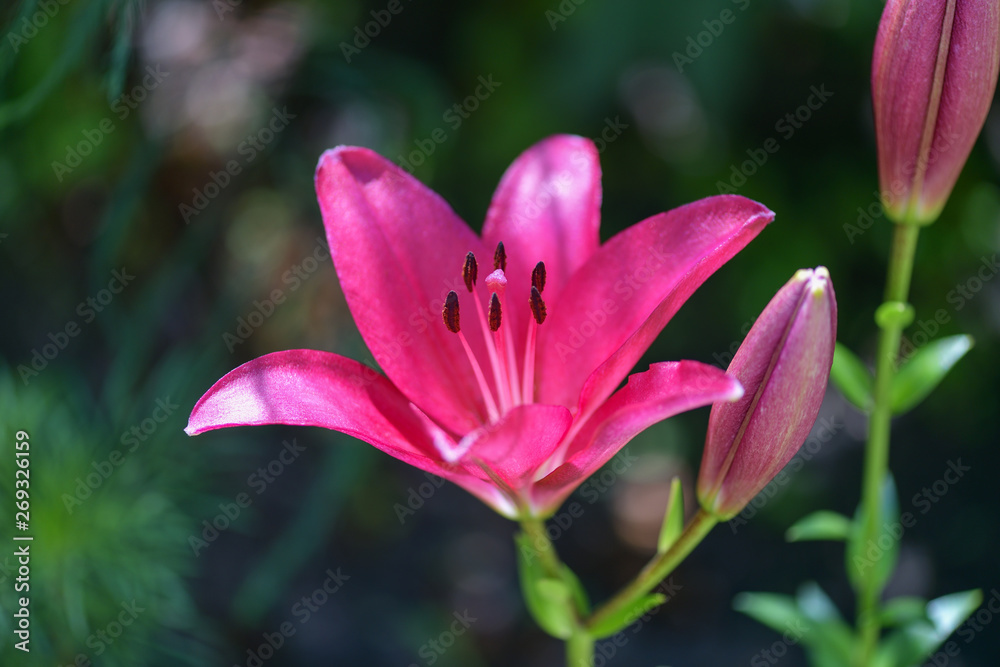 Lily. Flower of the opened pink Lily in the garden. Summer background. . Lily. Flower of the opened pink Lily in the garden. Summer background. .