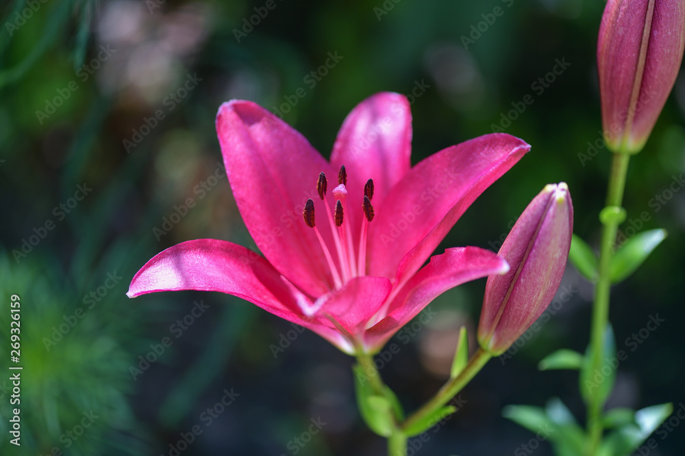 Lily. Flower of the opened pink Lily in the garden. Summer background. .