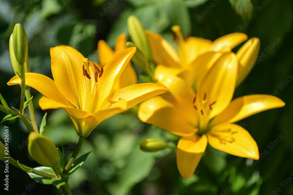 Lilies. Yellow Lily flowers in the garden. Summer background Lilies. Yellow Lily flowers in the garden. Summer background