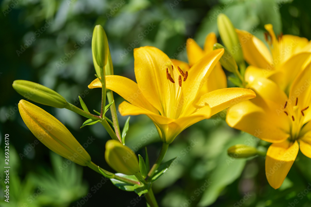 Lilies. Yellow Lily flowers in the garden. Summer background Lilies. Yellow Lily flowers in the garden. Summer background
