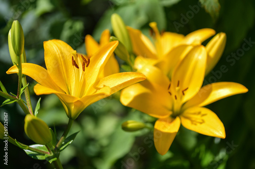 Lilies. Yellow Lily flowers in the garden. Summer background