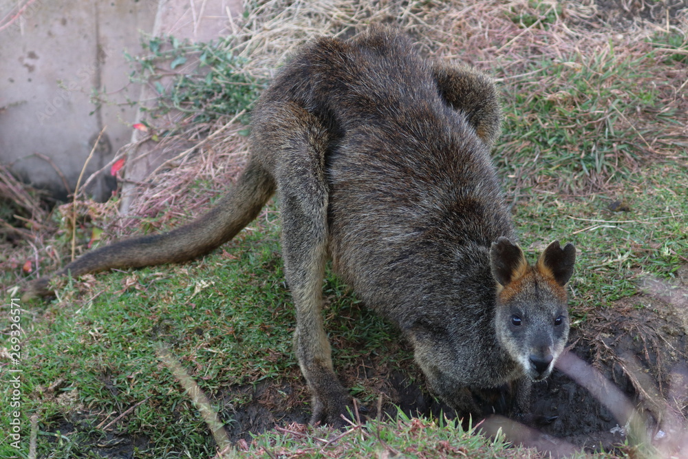 Fototapeta premium swamp wallaby