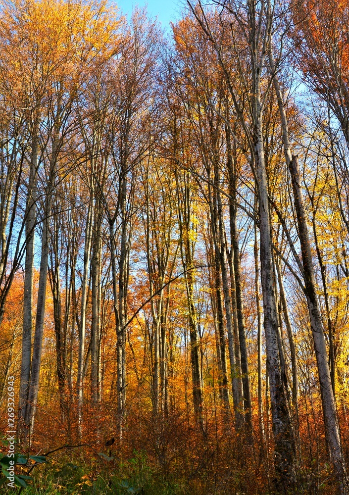 landscape in the forest without leaves