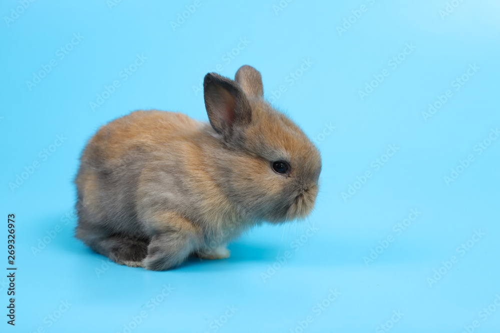 young cute brown easter bunny rabbit on blue background