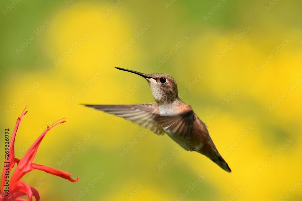 Fototapeta premium A Rufous Hummingbird flying in the air. close-up Burnaby lake BC Canada