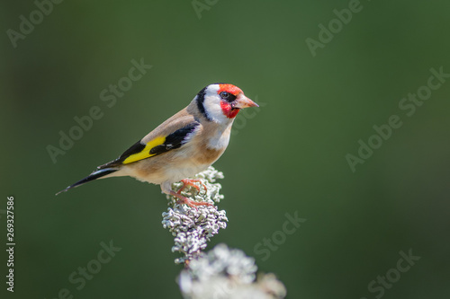 A side profile portrait of a goldfinch perched on a branch and looking to the right