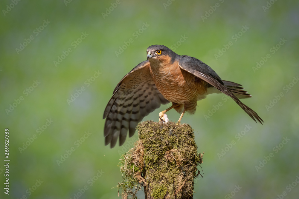 Fototapeta premium A sparrowhawk perched on top of an old lichen covered stump forms a mantle over its prey. Against a plain background and copy space around