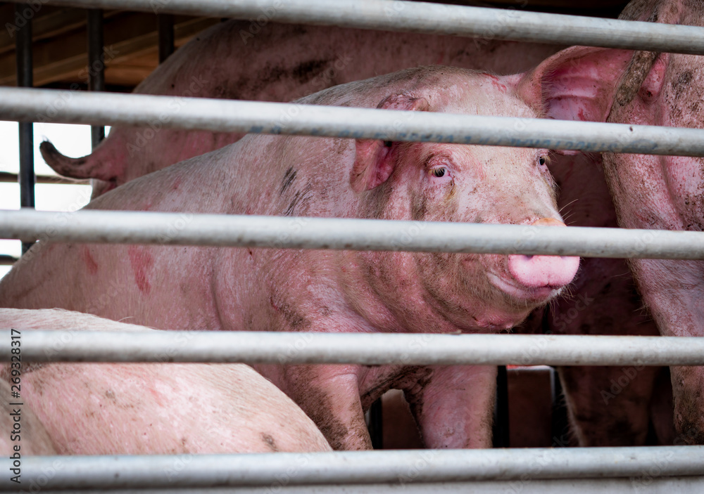 Pigs in truck transport from farm to slaughterhouse. Meat industry. Animal meat market. Animals rights concept. Pig suffering during delivery to pork processing factory. Swine flu (H1N1 virus)carrier. Stock Photo | Adobe Pigs in truck transport from farm to slaughterhouse. Meat industry. Animal meat market. Animals rights concept. Pig suffering during delivery to pork processing factory. Swine flu (H1N1 virus)carrier. Stock Photo | Adobe