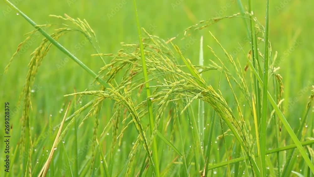 Rice in the field, Chiangmai Thailand Rice in the field, Chiangmai Thailand