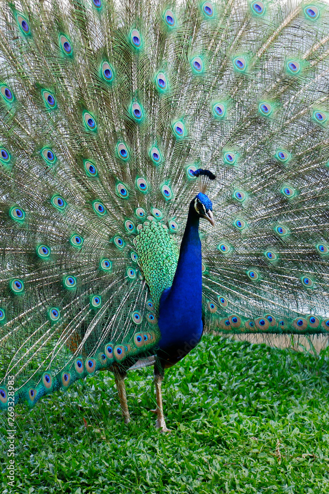 Obraz premium Peacock with tail in plume spread 
