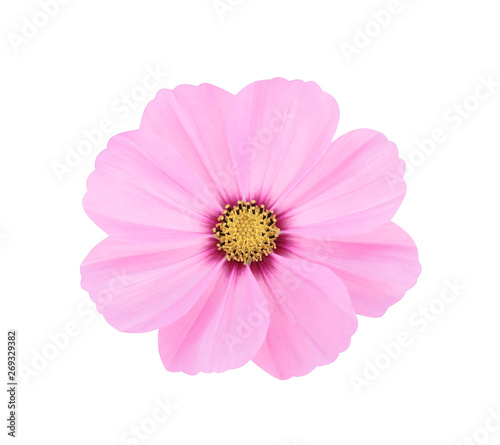 Top view nature colorful cosmos bipinnatus flowers pink petal or mexican aster with yellow pollen patterns blooming isolated on white background with clipping path