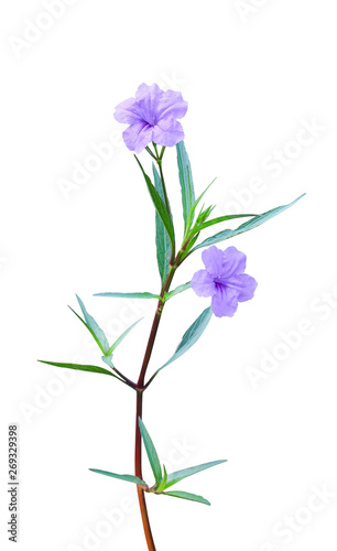 Colorful waterkanon or ruellia tuberosa blooming isolated on white background with clipping path , two purple flowers with green stem and leaves