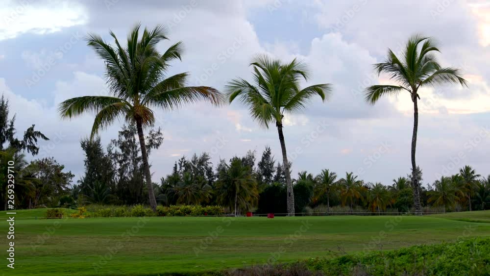 Palm trees on tropical golf course and dramatic sunset clouds Palm trees on tropical golf course and dramatic sunset clouds