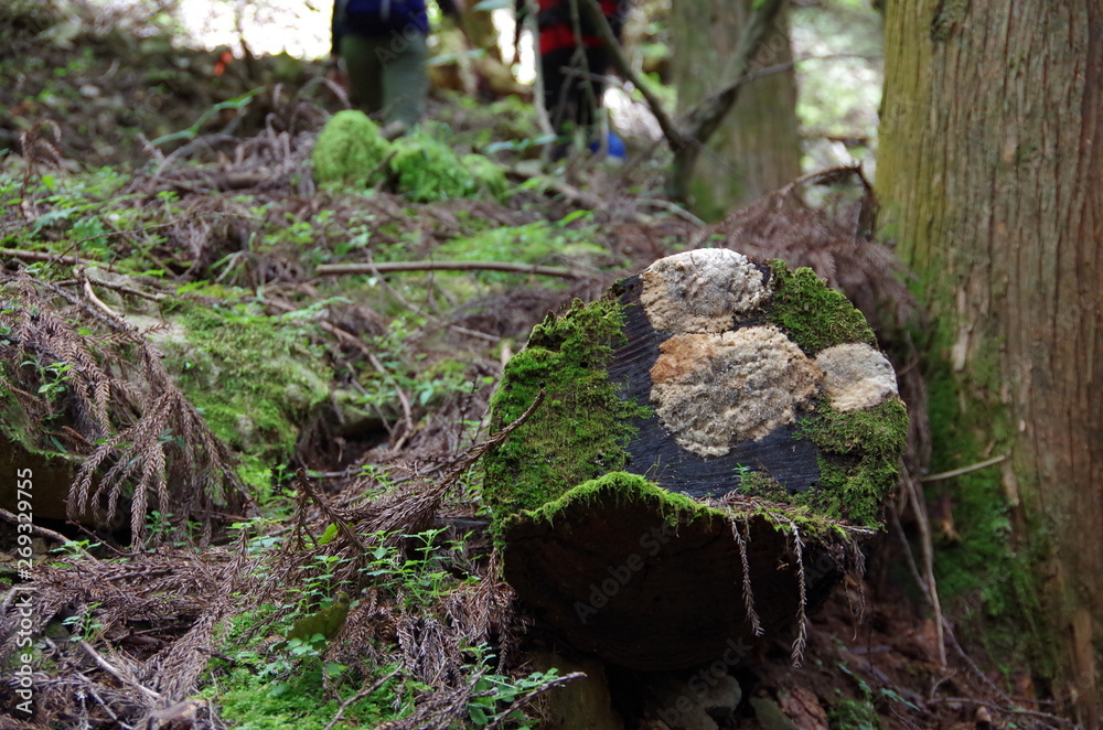 Obraz premium 切株