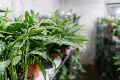 Many different plants in flower pots in flowers store. Garden center and wholesale supplier concept. Green background. Lots of leaves. © malkovkosta