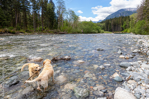 Snoquamie River (middle fork)