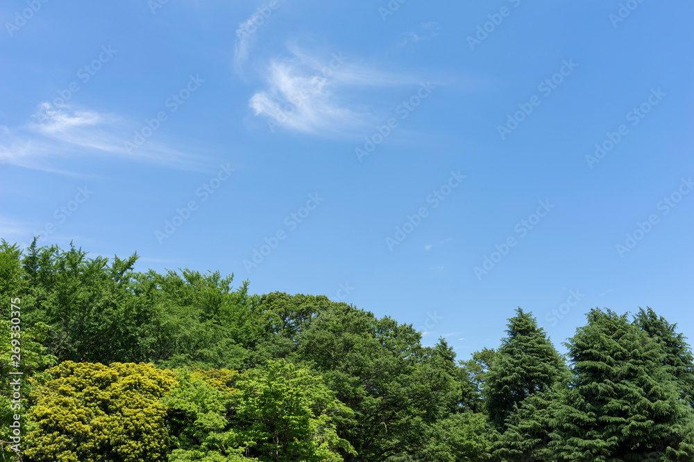 初夏の公園の緑