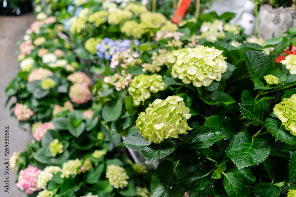 Many different plants in flower pots in flowers store. Garden center and wholesale supplier concept. Green background. Lots of leaves.