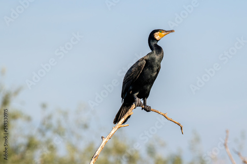 Great Cormorant or Phalacrocorax carbo in nature